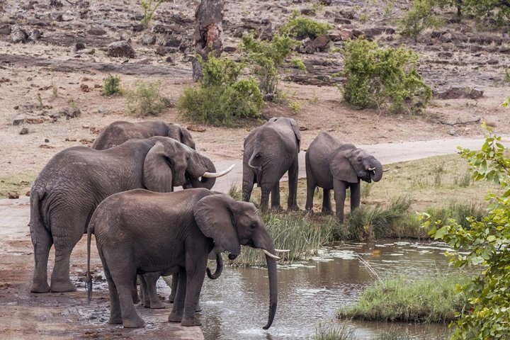 Durban: Hluhluwe Big 5 Budget Safari — Pro Zeiss Binoculars & Safari Guide Books - Photo 1 of 7